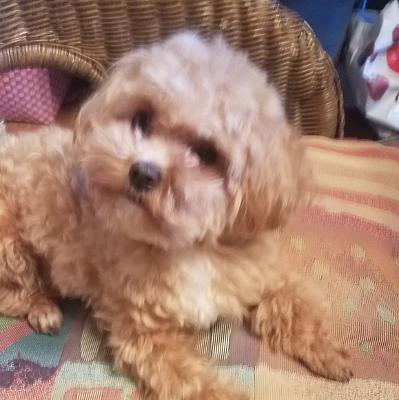 Meet your Posher, Nan kc - Picture 1 of 12